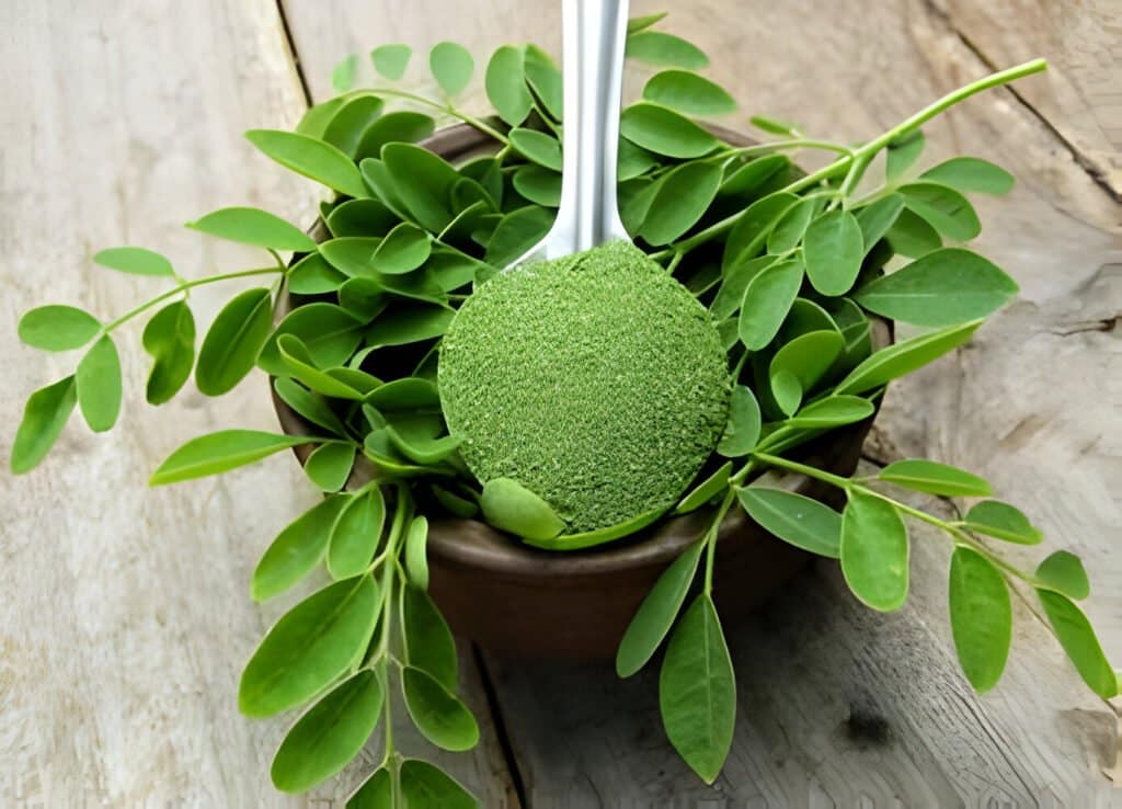Moringa pour maigrir