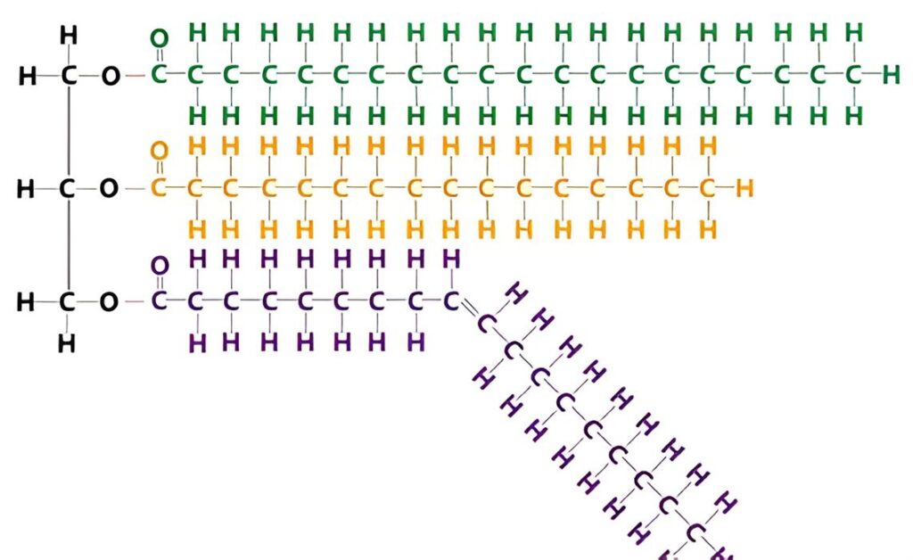 Triglycérides