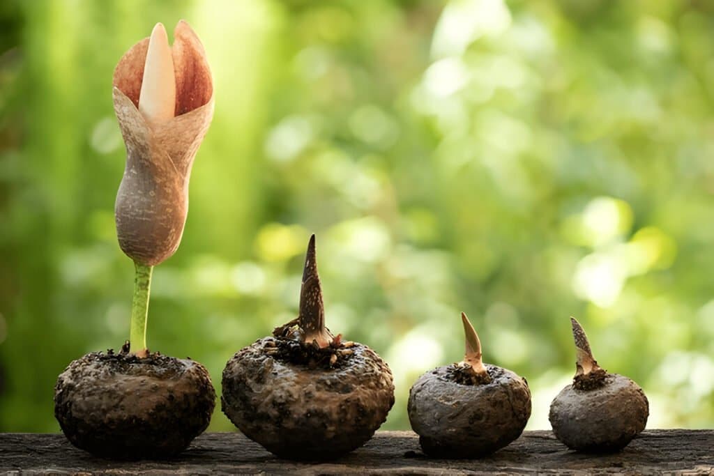 Qu'est-ce que le konjac